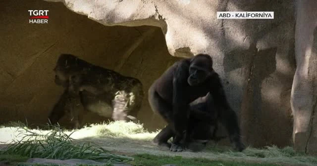 Gorillerin korona virüs testi pozitif çıktı