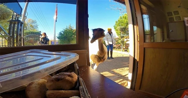 Her gün poğaçalar eksiliyordu, hırsız bakın kim çıktı