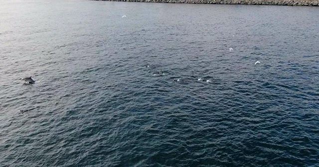 İstanbul Boğazı'nda yunus şöleni
