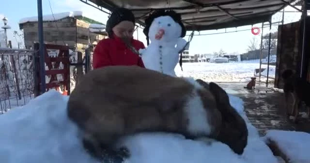 Kardan adamın havuçtan burnunu yiyen tavşan görenleri gülümsetti
