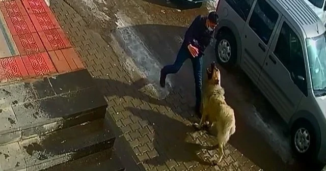Kendisine saldıran köpeği yumrukladı