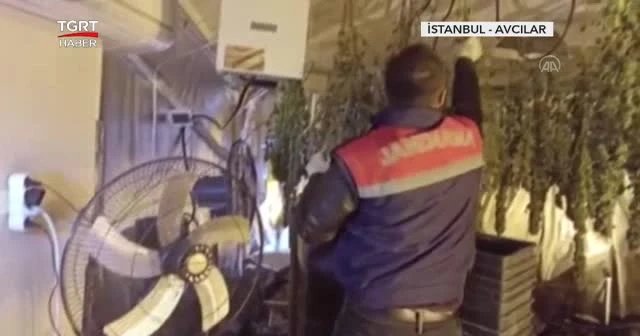 Kiraladığı evde kenevir yetiştiriyordu