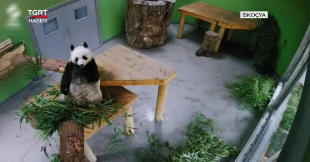 Kiralık pandalar evlerine dönecek