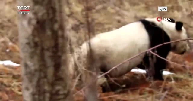 Korucuların kamerasına pandalar takıldı