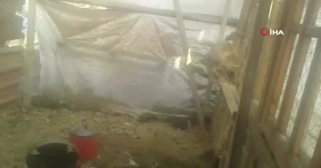 Kümesine giren tilkiye böyle seslendi: “Tilki kardeş lütfen, kendine bir şey yapacaksın”