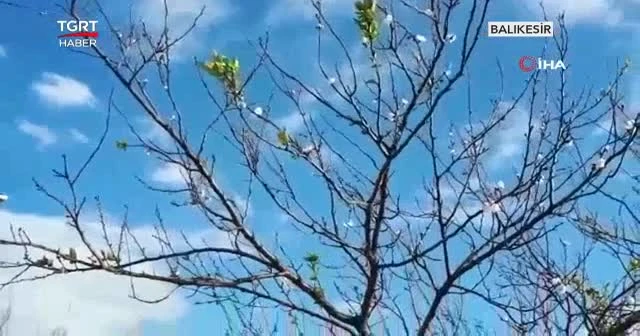 Meyve ağaçları yalancı bahara inandı