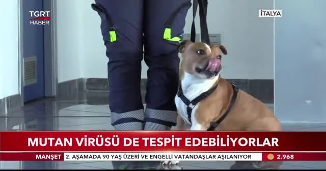 Mutant virüse karşı hassas burunlar iş başında