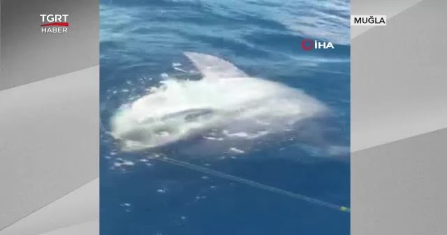 Oltaya 400 kilogramlık ay balığı takıldı