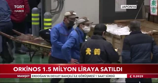 Orkinos 1,5 milyon liraya satıldı