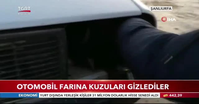 Otomobil farına kuzuları gizlediler
