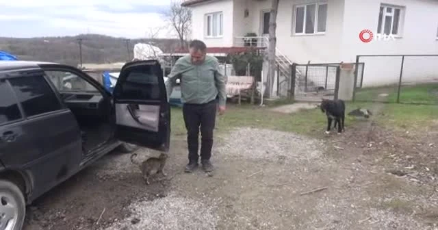 Otomobille gezen karga görenleri şaşırtıyor