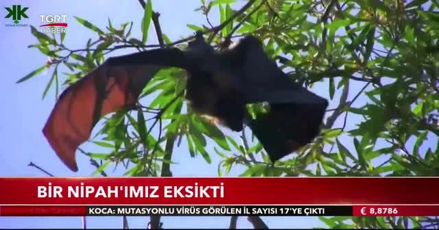 Sıradaki virüs ne?