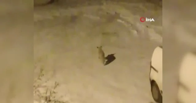 Tilkilerin ekmek kavgası