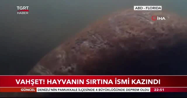 Vahşet! Hayvanın sırtına Trump’ın ismi kazındı
