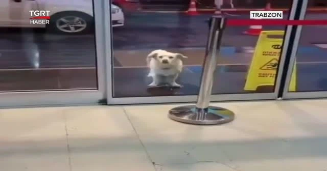 Vefalı dost...