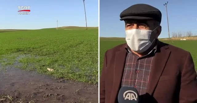Yağışlar çiftçinin yüzünü güldürdü