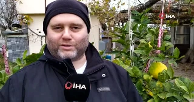 Yılın 12 ayı meyve veren ağaçta, kiloluk limonlar yetişiyor