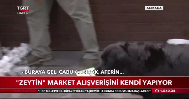 "Zeytin" market alışverişini kendi yapıyor