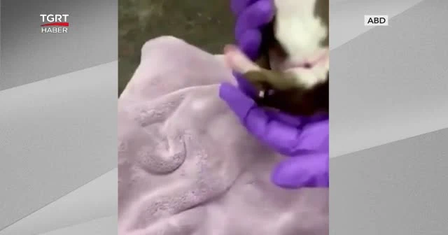 6 bacak ve 2 kuyrukla doğan köpek