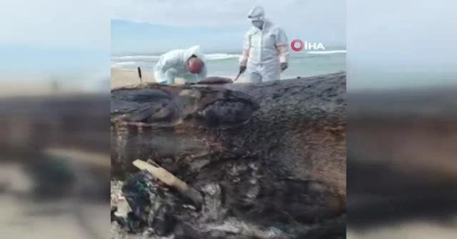 Akdeniz’deki petrol sızıntısı nedeni ile İsrail'de plajlar kapatıldı