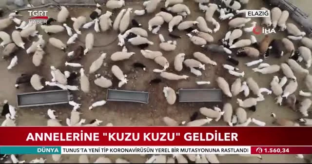Annelerine "kuzu kuzu" geldiler