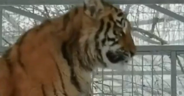 Bu kaplan kükrememek için şarkı söylüyor