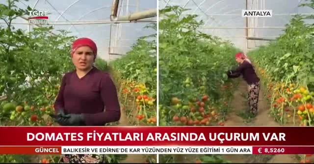 Domates fiyatları arasında uçurum var