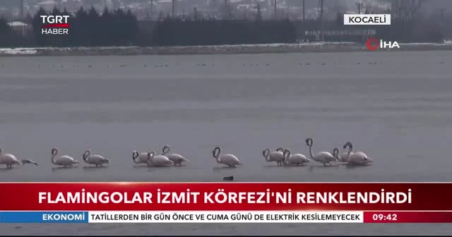 Flamingolar İzmit Körfezi'ni renklendirdi