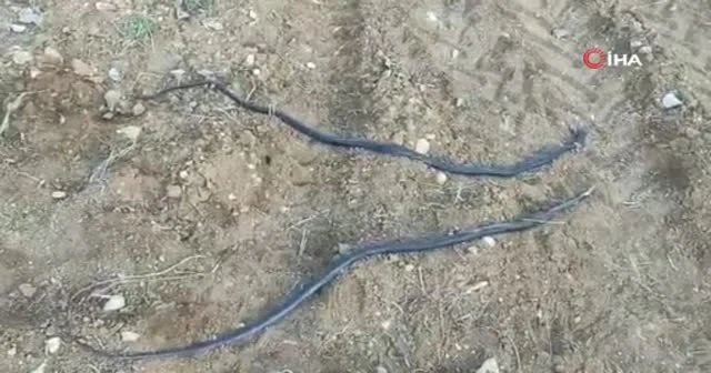 Havaların ısınmasıyla ortaya çıkan yılanlar köylüleri tedirgin etti