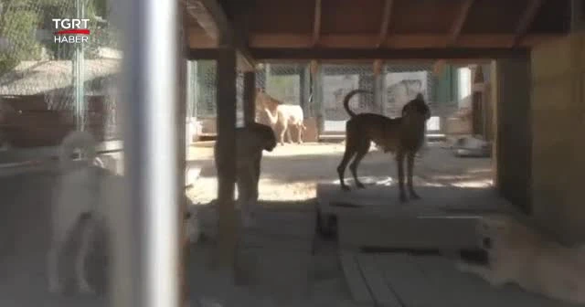Hayvanlar artık 'canlı' gibi korunacak