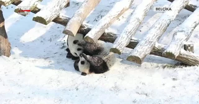 İlk kez kar gören masum pandalar