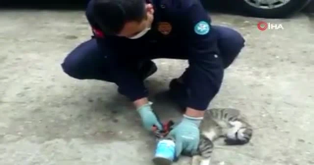 Kafası konserve kutusuna sıkışan kediyi itfaiye kurtardı