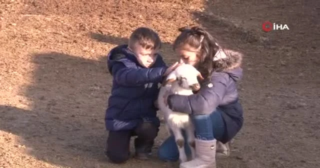 Koyun ve kuzuların buluşması renkli görüntülere sahne oldu
