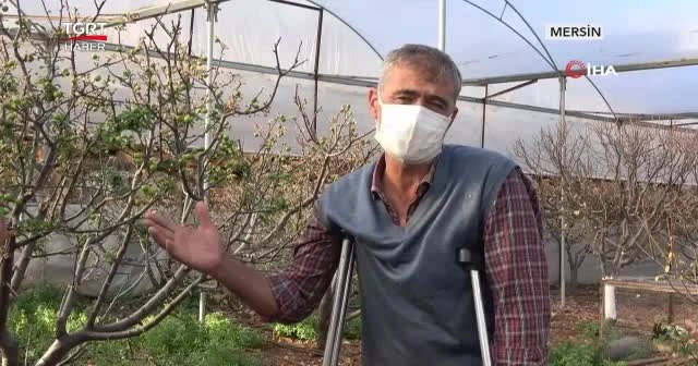 Mersin'de ilk eriği 200 TL'den satıldı
