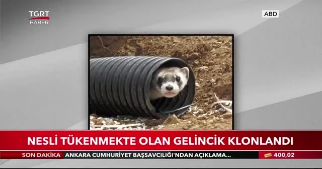 Nesli tükenmekte olan gelincik klonlandı