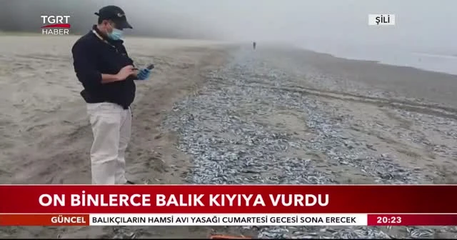 On binlerce balık kıyıya vurdu