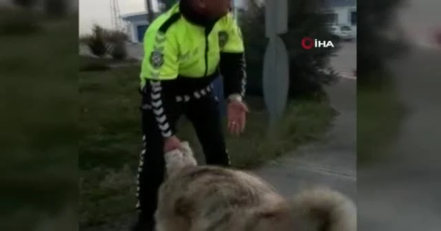 Polisin hayvan sevgisi
