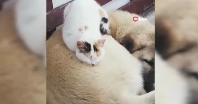 Soğuk hava ezeli düşmanları barıştırdı