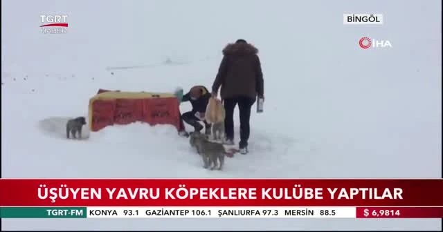 Üşüyen yavru köpeklere kulübe yaptılar