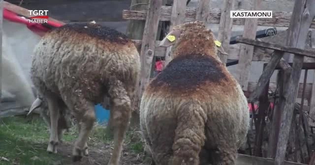 Yangında 3 ev yandı, 2 köy tahliye edildi