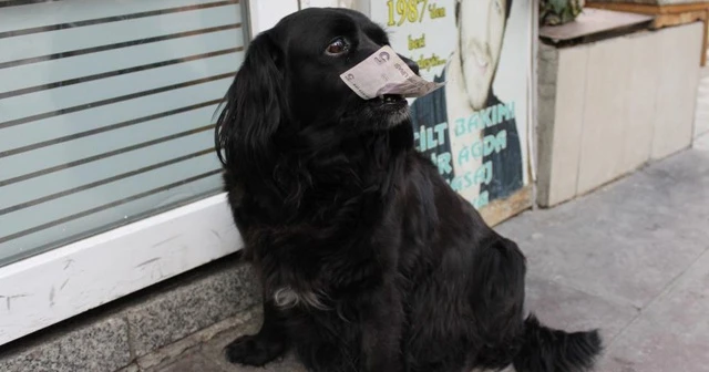 Zeytin müşteriden 5’liği kaptığı gibi doğru markete koşuyor