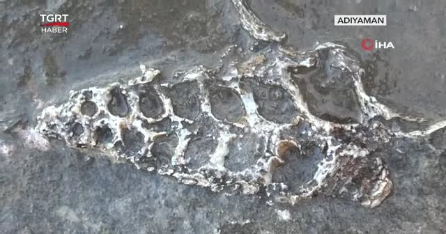 70 milyon yıllık fosil bulundu