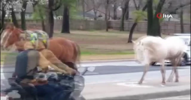 ABD’de kaçak atlar trafiği tıkadı