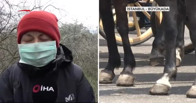 Adalar'da 700'den fazla at hareketsizlikten öldü