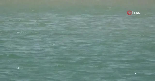 Akdeniz foku, Boğaçayı'nda avlanırken objektiflere yakalandı