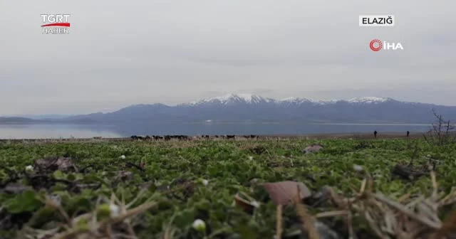 Baraj Havzası hayvanlara otlak oldu