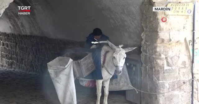 Kadrolu eşekler ilçenin çöp yükünü çekiyor