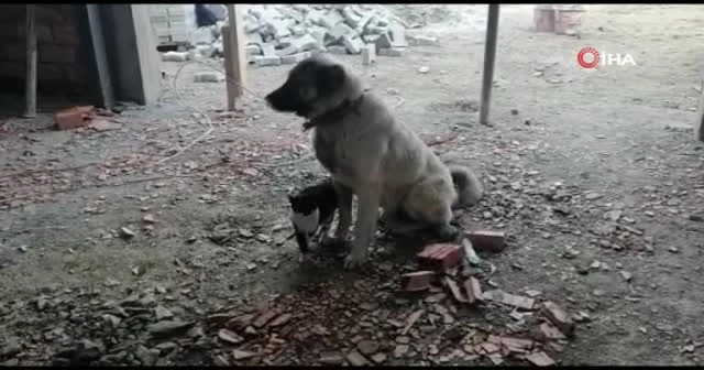 Kedi ile köpeğin dostluğu renkli görüntülere sahne oldu