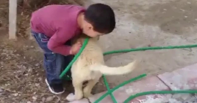 Köpeği ısıran çocuk güldürdü