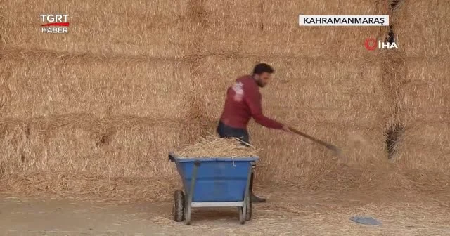 Koronasavar probiyotik peynir ürettiler